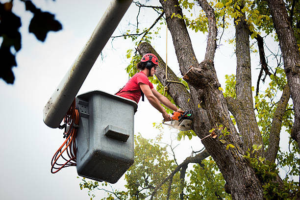 Best Emergency Storm Tree Removal  in Buchanan Dam, TX